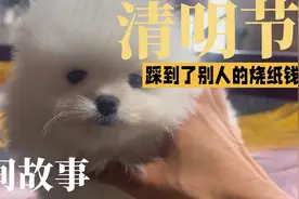 清明节意外：踩了纸钱后，我家狗狗的诡异反应