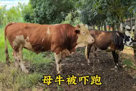 西门塔尔种牛太大，脾气越来越暴躁，母牛吓得到处躲避视频封面