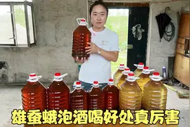 雄蚕蛾泡酒喝，作用真厉害，解决不少人的问题，老祖宗智慧真实用