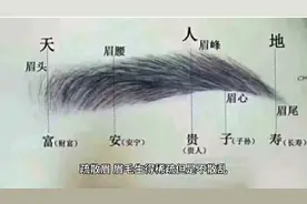 各种眉型真人图示