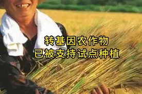 转基因农作物已被支持试点种植视频封面
