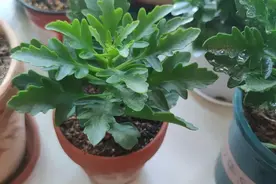 长寿花夏季能不能打顶？一起来看看吧