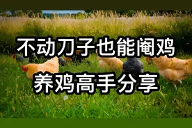 阉鸡有方法，不用动刀子也能阉鸡，养鸡人收藏！