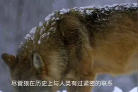 狼的来由