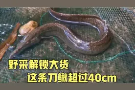 野采解锁超级猛货，这条刀鳅超过40厘米，这货爱吃虾，饲养有难度视频封面