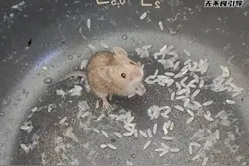 现在知道为什么一只耳要去南方找舅舅了吧！