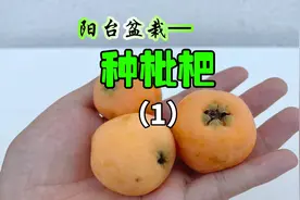 三个月前我用枇杷里的籽终于种出了枇杷树。