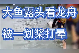 大鱼露头看龙舟被一桨打晕