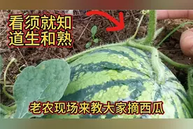 许多人不知道西瓜生和熟，这个视频教大家只看一个地方就知道了视频封面