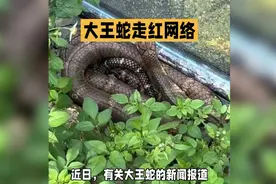 大王蛇亮相！无毒巨头引关注视频封面