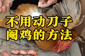 不用动刀子，阉鸡的方法，养鸡人一定要知道