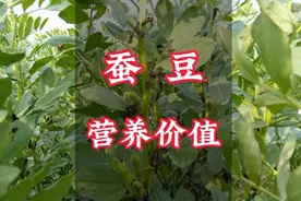 蚕豆的营养价值高，但不是人人都能吃的！