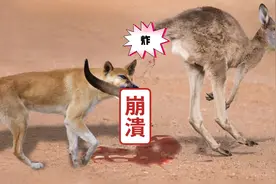 袋鼠输就输在只有两条腿所以跑不过野狗四条腿视频封面