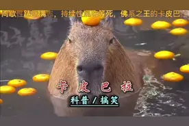 佛系王者卡皮巴拉,间歇性踌躇满志,持续性混吃等死,看完太解压了视频封面