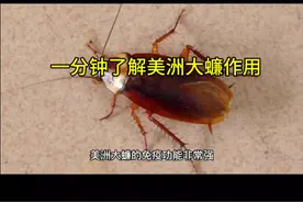 一分钟彻底了解美洲大蠊作用和功效