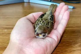 小麻雀吃饱就犯困，趴在我手上睡着了