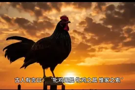 词语百科–牝鸡司晨视频封面