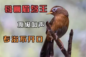 画眉鸟王，母鸟高品质叫声，声音清晰响亮，专治不开口，提性专用