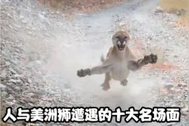 人与美洲狮遭遇的十大名场面，有人幸运，有人倒霉#美洲狮视频封面