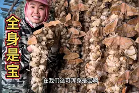 你们害怕的飞蛾，在东北可浑身是宝，它产的卵1000多块钱一斤
