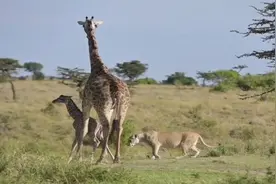 小长颈鹿一出生，就必须尽快站起来，去寻找族群寻求保护#长颈鹿