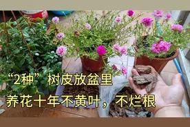 “2种”树皮捡回家，花盆里放一点，花养十年不烂根，不黄叶。视频封面