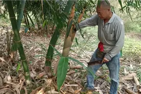 几十块钱一斤笋干，一千五百多棵竹，放十吨化肥砍笋砍到手抽筋视频封面