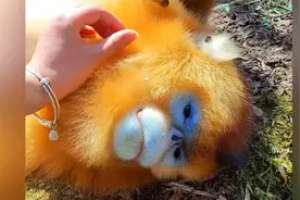 温顺可爱的金丝猴，谁看了都想养一只