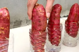 一袋红薯，全拿来泡水，故意让其发芽，红薯叶能吃几个月视频封面