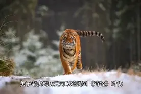 中华医学瑰宝之虎骨，虎宝受保护，人工合成替代品来了。