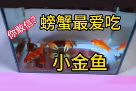 据说：螃蟹看到金鱼后两眼发光直接逮到小金鱼就吃，帅小伙实测