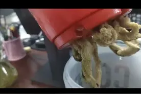 绿萝这样浇水，保证又长又绿视频封面