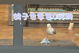 鸽子也学会0元购视频封面