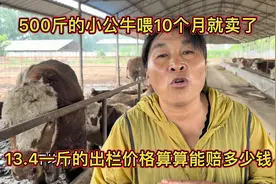 500斤的小公牛喂10个月就卖了，13.4一斤出栏价格算算能赔多少钱视频封面