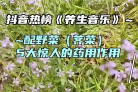 抖音热歌~荠菜5 大惊掉下巴的药用价值
