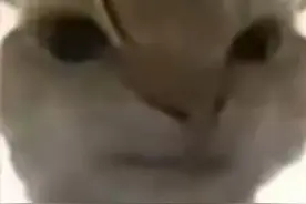 所有小猫表情包视频封面