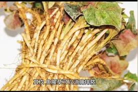 鱼腥草对人体有什么好处？又有哪些人不宜吃？鱼腥草的功效及禁忌