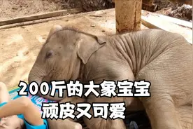 200多斤的大象宝宝，有多顽皮可爱？视频封面