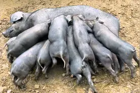 养牛挣钱还是养猪挣钱，600元买一头30斤的小猪，毛重比牛价还贵视频封面