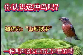 你认识这种鸟吗？被称为:山地歌手，一种叫声似吹奏笛箫声音的鸟