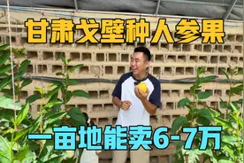 在甘肃的戈壁种人参果，一亩地能卖6-7万，一家三口房车旅居中视频封面