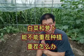 白菜和萝卜能不能重茬种植？怎么解决重茬问题？分享几个实用方法视频封面