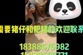 需要猪仔和一个黑肥猪的欢迎联系哦，18388676982；15288688771视频封面