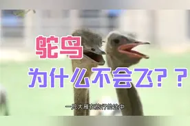 鸵鸟为什么不会飞？在回答这个问题之前，请你告诉我…