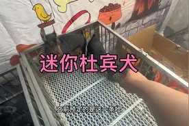 迷你杜宾犬，成年十几斤，还是短毛犬，特别适合楼房喂养