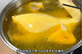 用养了800多天的大阉鸡，分享湛江传统家常的白切鸡做法，太香了