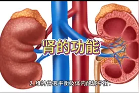 ＂肾的功能与作用＂