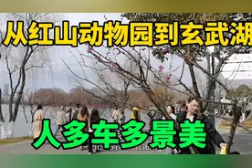 进南京红山动物园停车太困难了，等一个多小时，玄武湖景区景太美