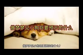 做梦梦见小狗将要预示的什么