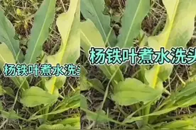 杨铁叶煮水洗头发妙用，身体有癣，脚上有气都可以试试